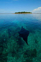 Manta Ray {Manta birostris} visible under water surface, with island. Sangalaki Island, Kalimantan, Borneo.
