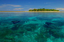 Manta Ray {Manta birostris} visible under water surface, with island. Sangalaki Island, Kalimantan, Borneo.