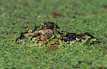 American alligator {Alligator mississippiensis} juvenile camouflaged in duckweed, Welder Wildlife Refuge, Sinton, Texas, USA