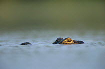 American alligator {Alligator mississippiensis} floating at water surface, Welder Wildlife Refuge, Sinton, Texas, USA.
