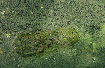 American alligator {Alligator mississippiensis} head camouflaged in duckweed, Welder Wildlife Refuge, Sinton, Texas, USA.