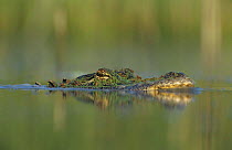 American alligator {Alligator mississippiensis} resting at water surface, Welder Wildlife Refuge, Sinton, Texas.