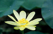 Close-up of American lotus flower {Nelumbo lutea} Welder Wildlife Refuge, Rockport, Texas, USA.