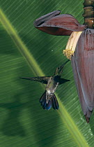 Male Antillean mango {Anthracothorax dominicus}  feeding on Banana blossom, Luquillo, Puerto Rico.