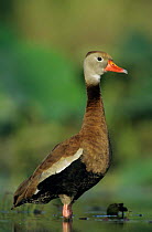 Black bellied whistling duck {Dendrocygna autumnalis} profile, Welder Wildlife Refuge, Sinton, Texas, USA.