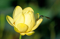 RF- Male Blue dasher (Pachydiplax longipennis) perched  on American lotus flower (Nelumbo lutea). Welder Wildlife Refuge, Sinton, Texas, USA. (This image may be licensed either as rights managed or r...