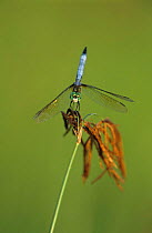 Blue dasher {Pachydiplax longipennis} dragonfly male perching on plant, Welder Wildlife Refuge, Sinton, Texas, USA.