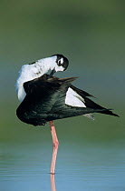 Black necked stilt {Himantopus mexicanus} adult preening, Welder Wildlife Refuge, Sinton, Texas, USA.