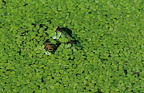 Bullfrog {Rana catesbeiana} camouflaged in duckweed with eyes visible, Welder Wildlife Refuge, Sinton, Texas, USA.