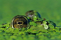 Close-up of a Bullfrog eye {Rana catesbeiana} with head camouflaged in duckweed, Welder Wildlife Refuge, Sinton, Texas, USA.