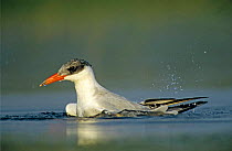 Immature Caspian tern {Hydroprogne caspia} bathing in water, Welder Wildlife Refuge, Sinton, Texas, USA.