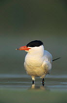 Immature Caspian tern {Hydroprogne caspia} Welder Wildlife Refuge, Sinton, Texas, USA.