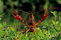 Crayfish adult in defensive pose, Welder Wildlife Refuge, Sinton, Texas, USA