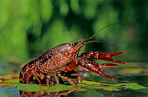 Crayfish, adult in defensive pose, Welder Wildlife Refuge, Sinton, Texas, USA.