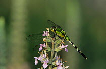Eastern pondhawk {Erythemis simplicicollis} female on American Germander {Teucrium canadense} Welder Wildlife Refuge, Sinton, Texas, USA.