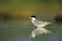 Forster's tern {Sterna forsteri} standing in water profile, Welder Wildlife Refuge, Sinton, Texas, USA.