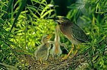 Green heron {Butoides virescens} with young begging for food at nest in Willow Tree, Welder Wildlife Refuge, Sinton, Texas, USA.