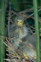 Green heron {Butoides virescens} chick in nest, Welder Wildlife Refuge, Sinton, Texas, USA.