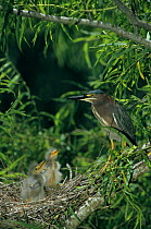Green heron {Butoides virescens} with chicks at nest in Willow Tree, Welder Wildlife Refuge, Sinton, Texas, USA.