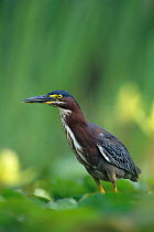 Green heron {Butoides virescens} on Yellow Water Lily pads, Welder Wildlife Refuge, Sinton, Texas, USA