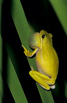 Male Green treefrog {Hyla cinerea} calling at night, Welder Wildlife Refuge, Sinton, Texas, USA.