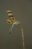 Haloween pennant dragonfly {Celithemis eponina} female on blade of grass, Welder Wildlife Refuge, Sinton, Texas, USA.