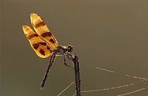 Haloween pennant dragonfly {Celithemis eponina} male profile, Welder Wildlife Refuge, Sinton, Texas, USA.
