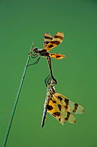 Haloween pennant dragonfly {Celithemis eponina}pair mating, Welder Wildlife Refuge, Sinton, Texas, USA.