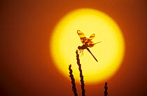 Haloween pennant dragonfly {Celithemis eponina} silhouette at sunrise, Welder Wildlife Refuge, Sinton, Texas, USA.