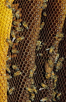 Honey bees {Apis mellifera} on wild honey cone, Welder Wildlife Refuge, Sinton, Texas, USA.
