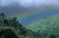 Rainbow over Coffee Plantation in Blue Mountains, Jamaica.