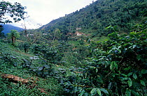 Coffee Plantation, Blue Mountains, Jamaica.