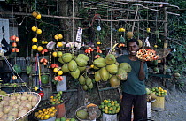 Native Jamaican selling Coconuts and Ackee {Blighia sapida} at Street Market, Hope Bay, Jamaica.