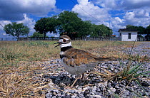Killdeer plover {Charadrius vociferus} shading eggs on nest from the sun, Welder Wildlife Refuge, Sinton, Texas, USA.