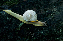 Land snail {Helicacea} El Yunque, Caribbean National Forest, Puerto Rico, USA.