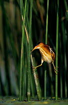 Least bittern {Ixobrychus exilus} male perching between reeds, Welder Wildlife Refuge, Sinton, Texas, USA, May 2005