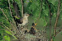 Northern mockingbird {Mimus polyglottos} feeding young at nest, Welder Wildlife Refuge, Sinton, Texas, USA.