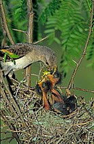 Northern mockingbird {Mimus polyglottos} feeding chick in nest, Welder Wildlife Refuge, Sinton, Texas, USA.