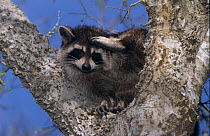 Raccoon {Procynon lotor} adult in tree fork, Welder Wildlife Refuge, Sinton, Texas, USA.