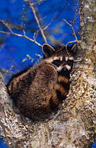 Raccoon {Procynon lotor} adult sleeping in tree fork, Welder Wildlife Refuge, Sinton, Texas, USA.