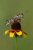 RF- Painted Grasshopper (Dactylotum bicolor) adult on Clasping-leaved Coneflower (Dracopis amplexicaulis). Welder Wildlife Refuge, Sinton, Texas, USA. (This image may be licensed either as rights man...