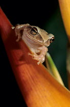 Puerto rican coqui frog {Eleutherodactylus Coqui} adult on heliconia, El Yunque, Caribbean National Forest, Puerto Rico.