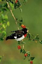 Rose breasted grosbeak {Pheucticus ludovicianus} male on branch, South Padre Island, Texas, USA.