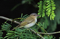 Red-eyed Vireo {Vireo olivaceus} profile, South Padre Island, Texas, USA.