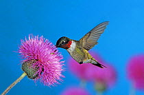 Ruby throated hummingbird {Archilochus colubris} feeding from flower, USA.