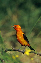 Male Scarlet tanager {Piranga olivaea} with winter plumage perching on Mesquite tree, South Padre Island, Texas, USA.