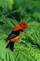 Male Scarlet tanager {Piranga olivaea} South Padre Island, Texas, USA.