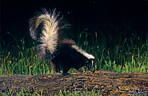 Striped skunk {Mephitis mephitis} adult, Welder Wildlife Refuge, Sinton, Texas, USA.