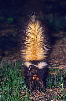 Striped skunk {Mephitis mephitis} in defensive pose, Welder Wildlife Refuge, Sinton, Texas, USA.
