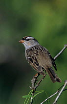 Immature White crowned sparrow {Zonotrichia leucophrys} Welder Wildlife Refuge, Sinton, Texas, USA.